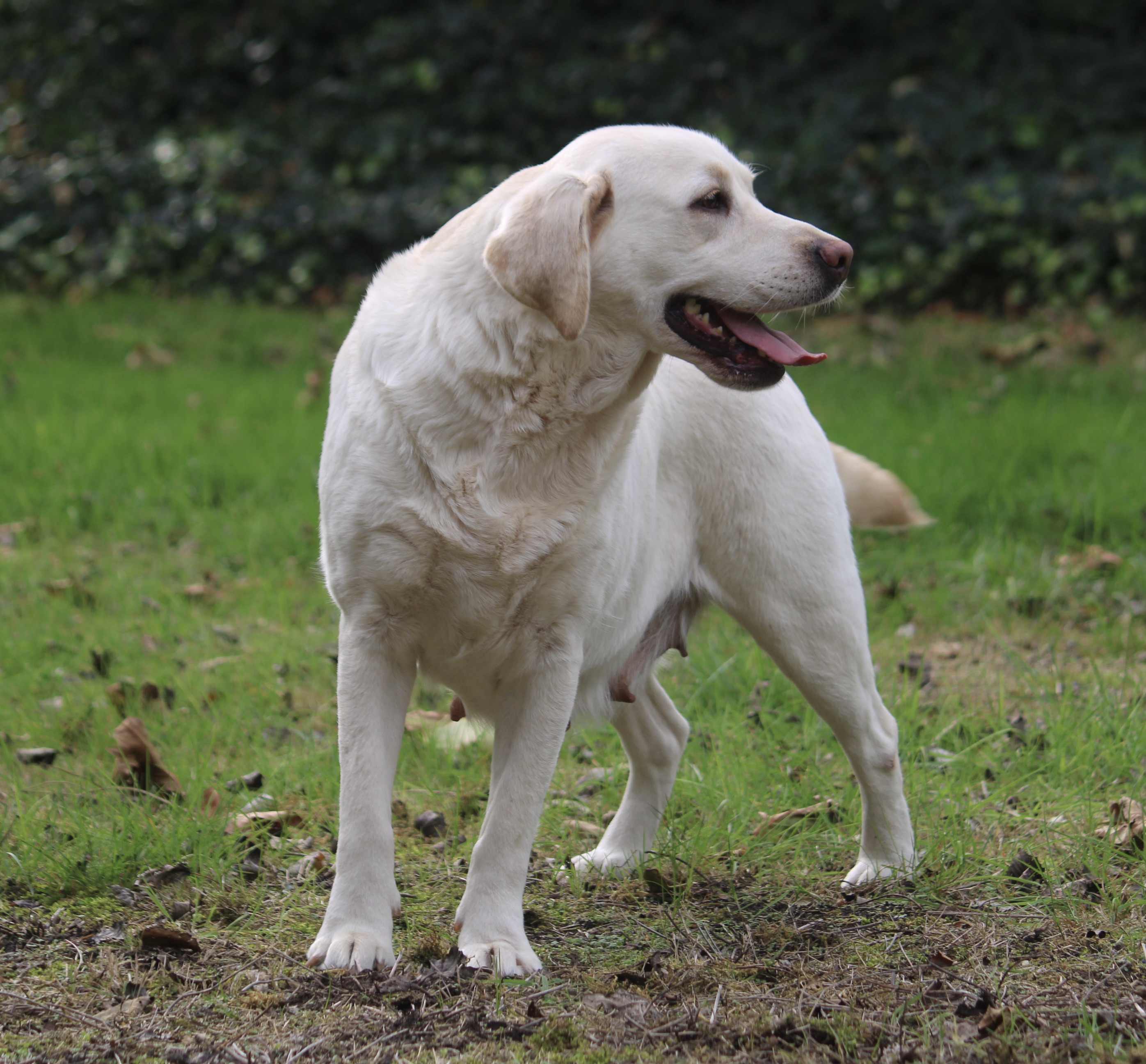 werkgelegenheid stoom schrobben Labrador reuen en teven | Acantus Rashondenfokkerij | Oudenburg