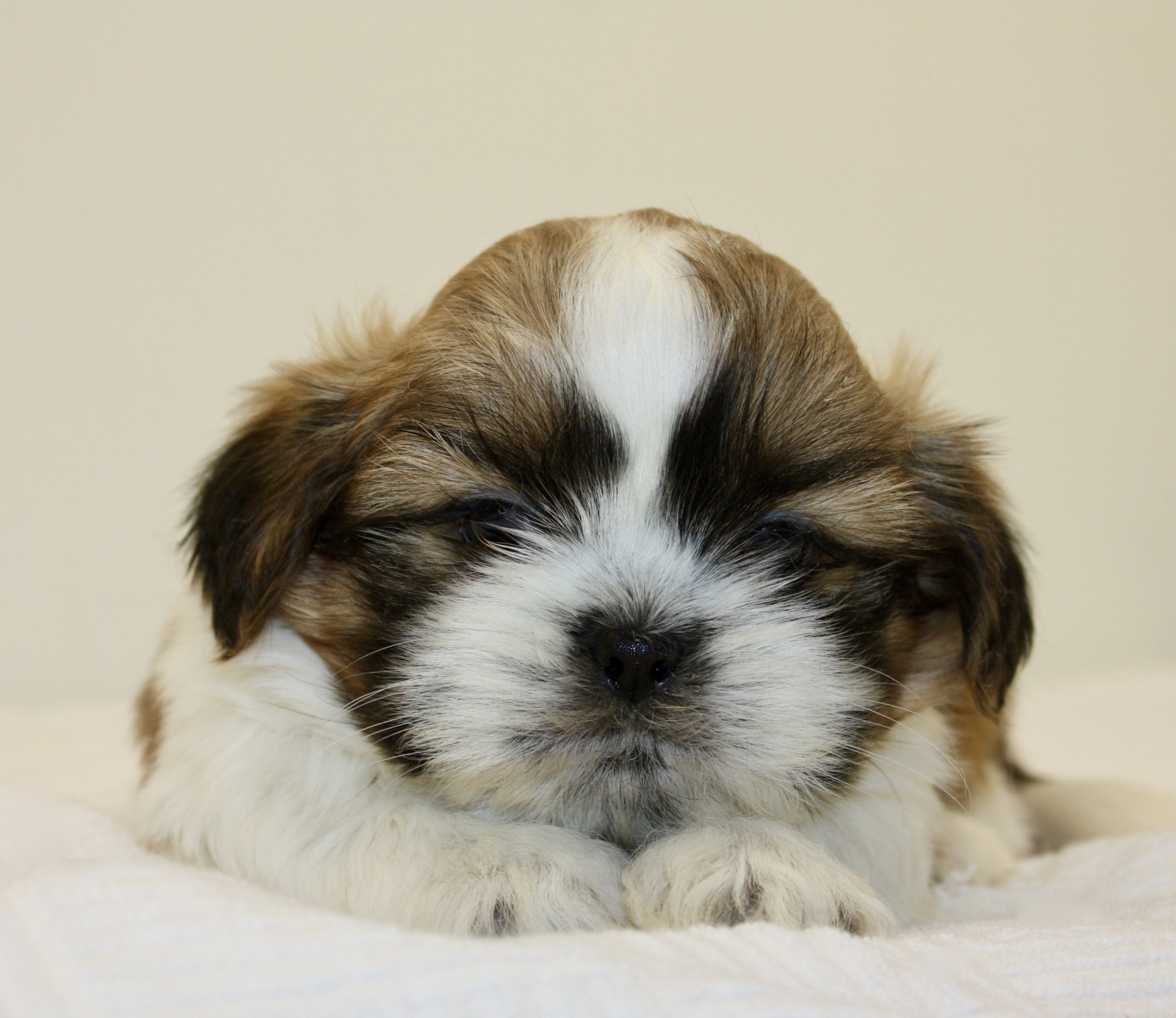 Installatie Van petticoat Shih-Tzu met fotos van reuen en teven | Acantus Rashondenfokkerij |  Oudenburg