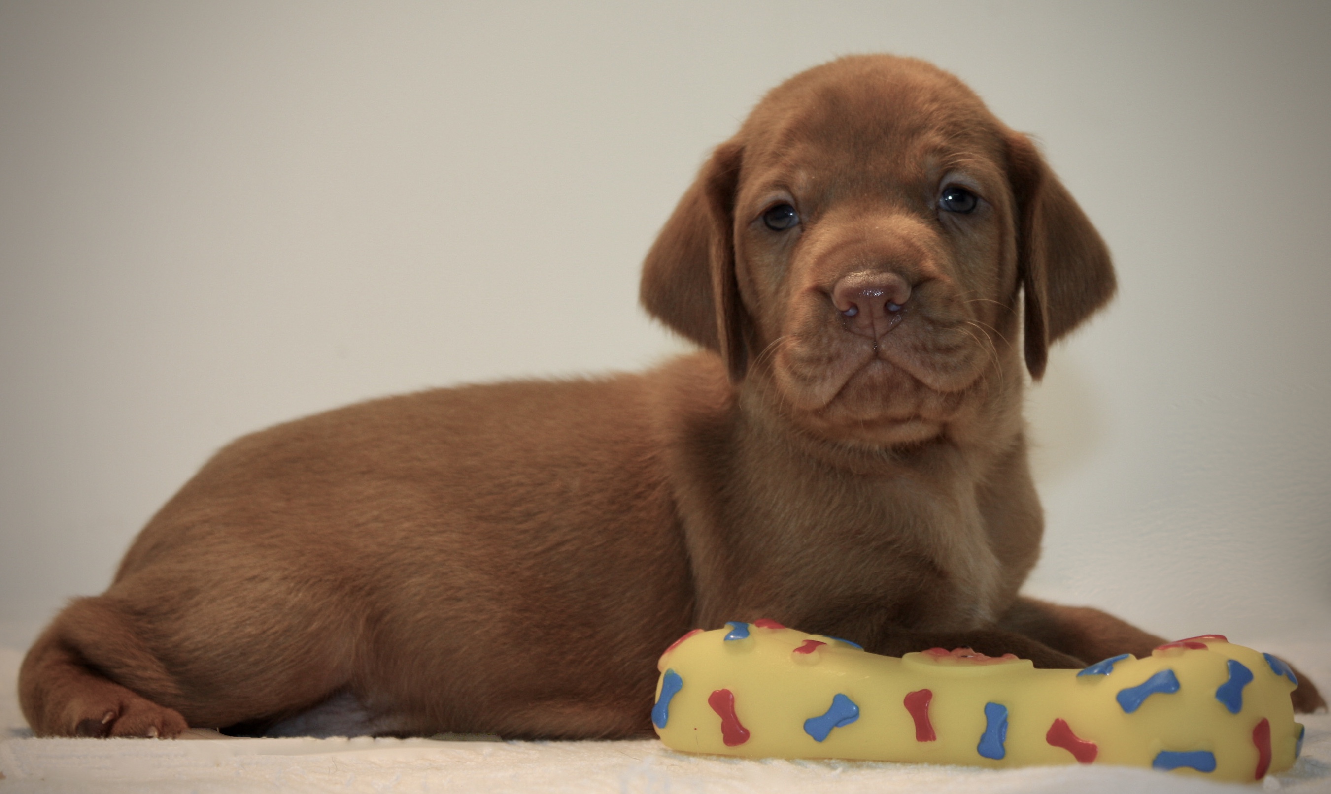 Verrassend genoeg te binden min Vizsla reu en teven | Acantus Rashondenfokkerij | Oudenburg