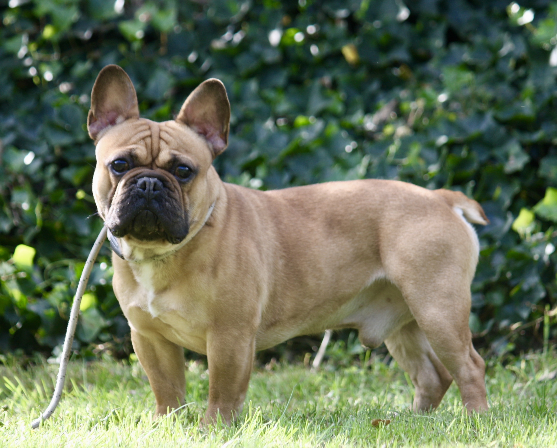 agentschap Overeenkomstig roman Franse Bulldogs pups te koop Bulldog Te Koop | Acantus Rashondenfokkerij |  Oudenburg