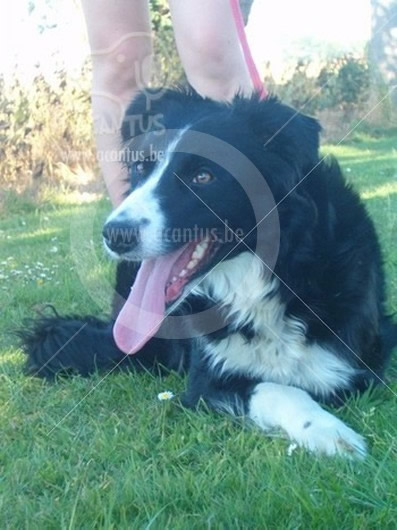 Border Collie