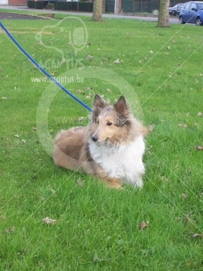 Sheltie