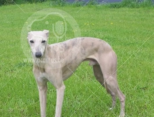 Whippet