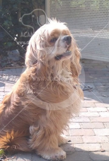 Amerikaanse Cocker 