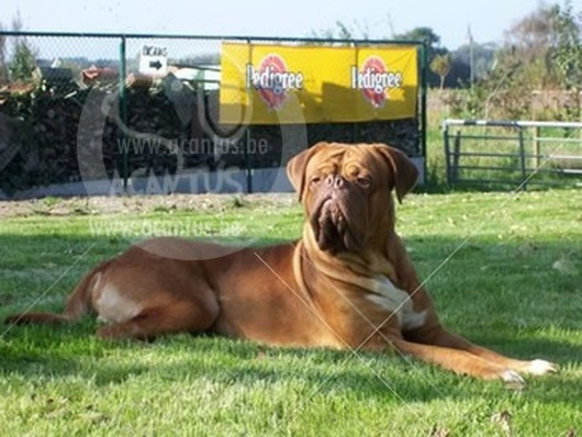 Bordeaux Dog