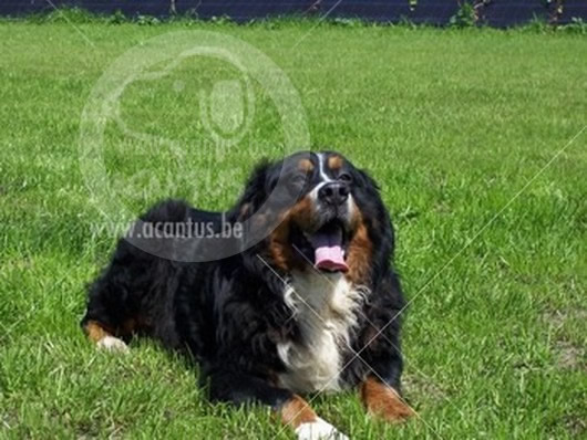 Berner Sennen