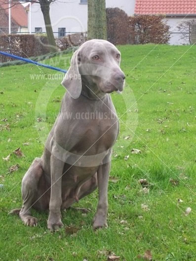 Weimaraner