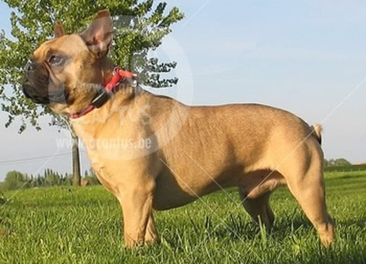 Franse Bulldog