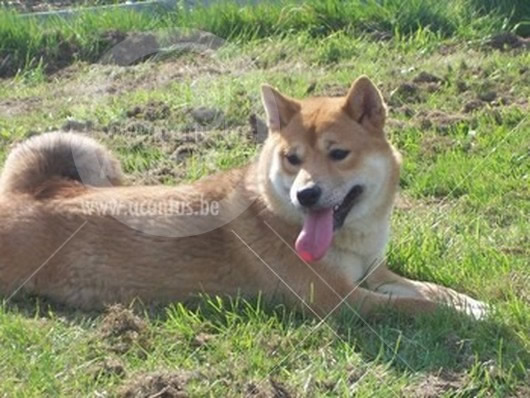 Shiba Inu