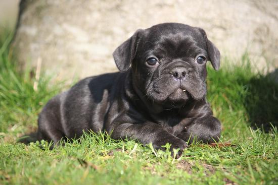 Franse Bulldog 