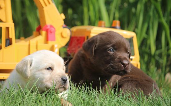 Labrador - Chocolat & Blond 