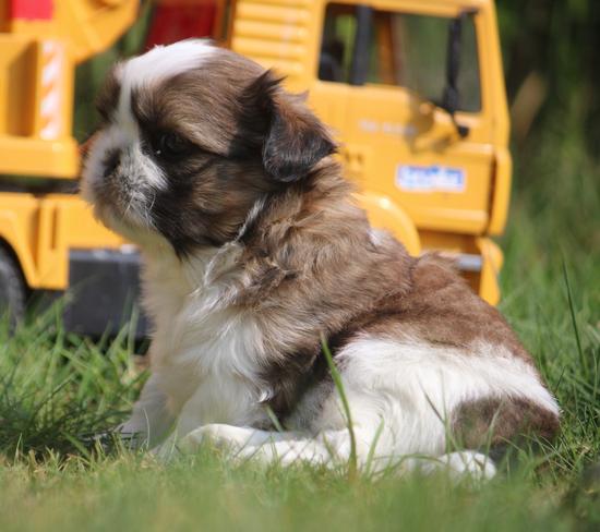 Shih tzu 