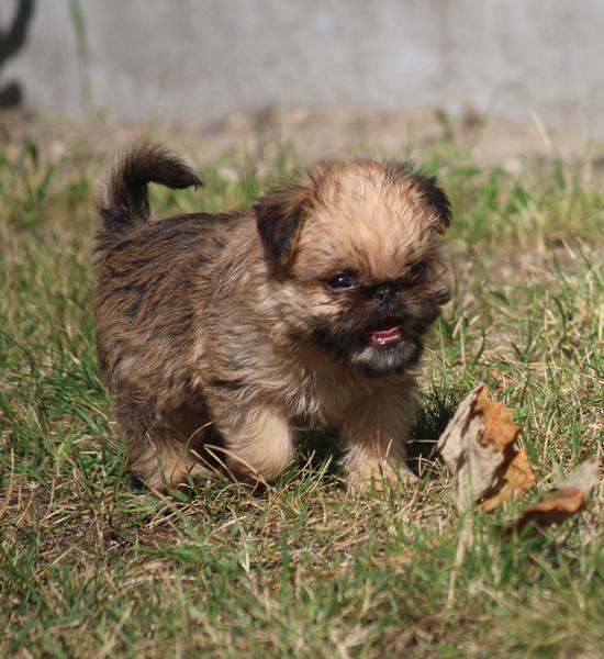 Brusselse Griffon pups 