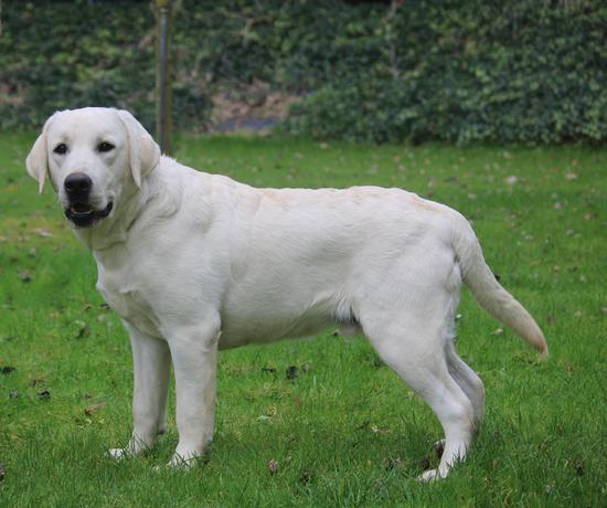 Labrador Buddy & Letcha