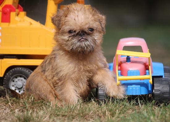 Brusselse Griffon pups 