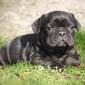 Franse Bulldog 