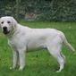 Labrador Buddy & Letcha