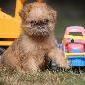 Brusselse Griffon pups 