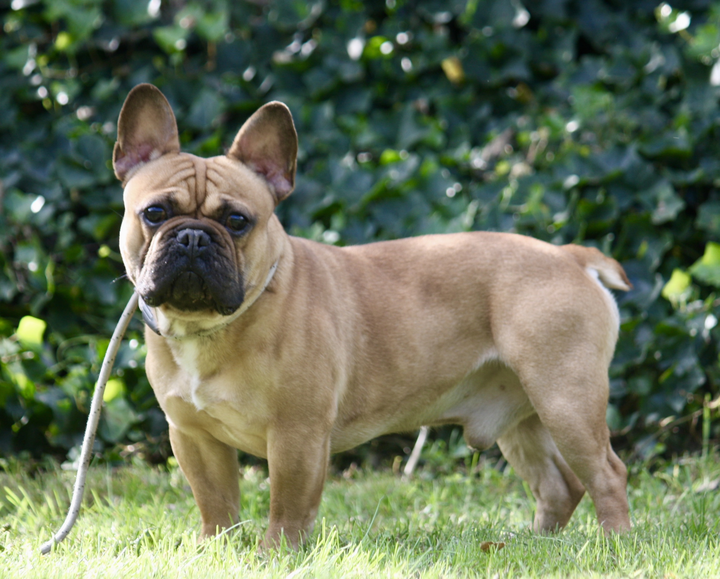 Wonderbaar Franse Bulldogs pups te koop Bulldog Te Koop | Acantus VG-03